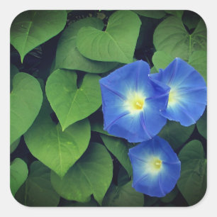Heavenly Blue Morning Glory Flowers   Square Sticker