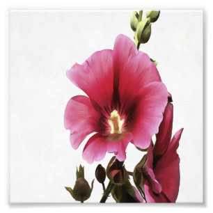 Heavenly Pink Hollyhock Malva Flower Floral  Photo Print