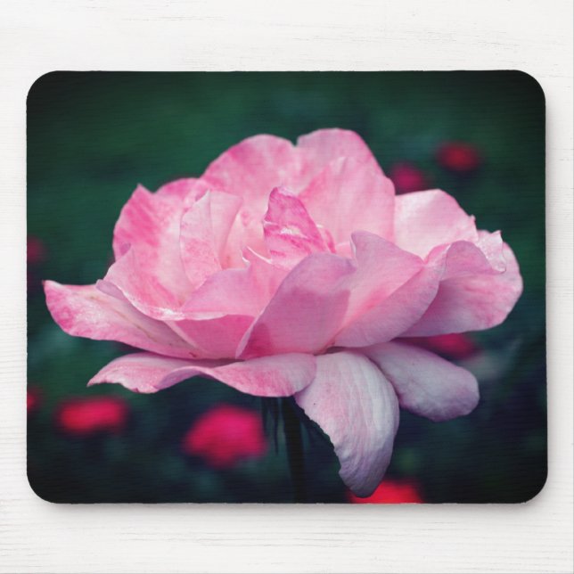 Heavenly Pink Rose Flower  Mouse Mat (Front)