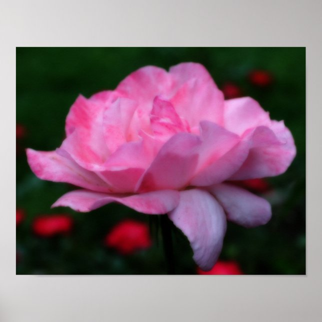 Heavenly Pink Rose Flower Orton Art Poster (Front)