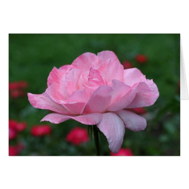 Heavenly Pink Rose Flower Photography Card (Front Horizontal)