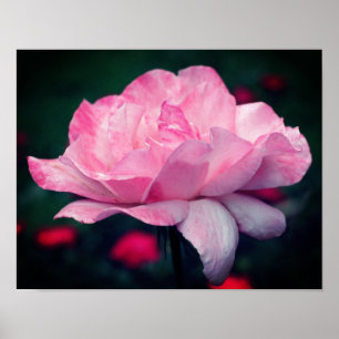 Heavenly Pink Rose Flower Poster