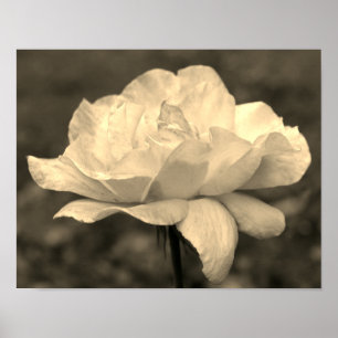 Heavenly Rose Flower In Sepia Tint Poster
