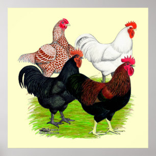 Heavy Breed Rooster Quartet Poster