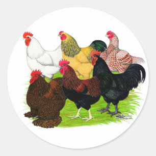 Heavy Rooster Assortment Classic Round Sticker