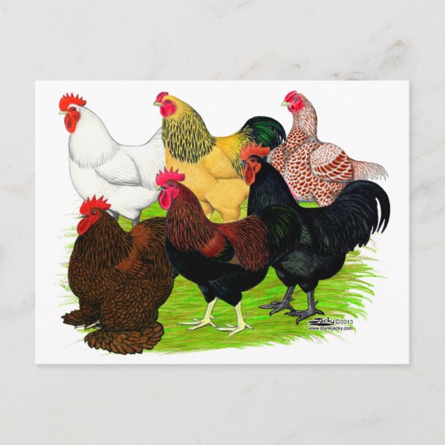 Heavy Rooster Assortment Postcard (Front)