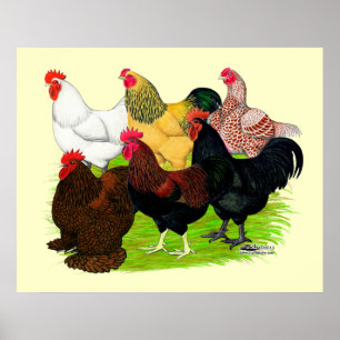 Heavy Rooster Assortment Poster