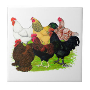 Heavy Rooster Assortment Tile