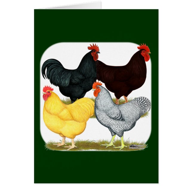 Heavy Rooster Chicken Quartet (Front)