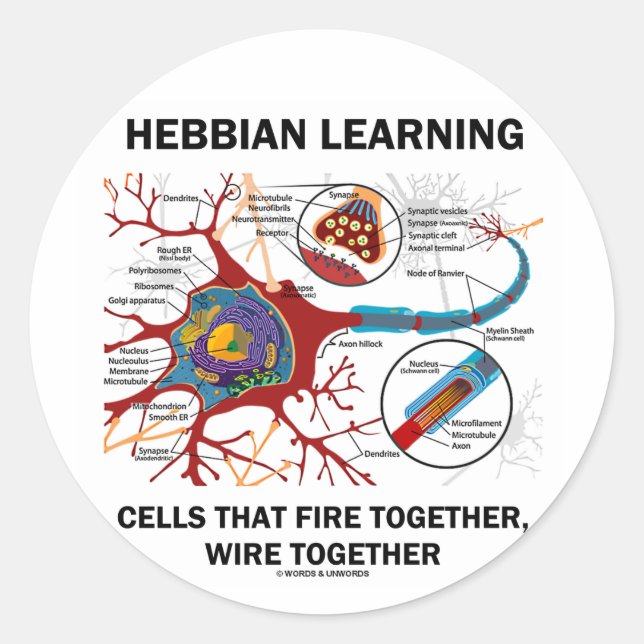 Hebbian Learning Cells Fire Together Wire Together Classic Round Sticker (Front)