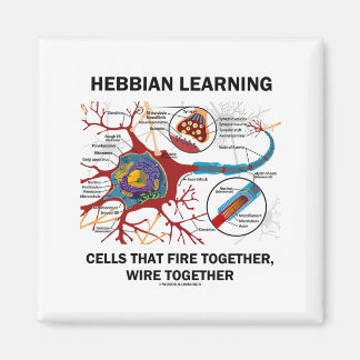 Hebbian Learning Cells Fire Together Wire Together Magnet