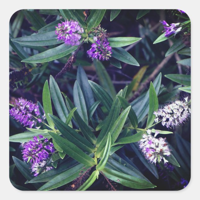 Hebe Mauve Fingers Stickers (Front)