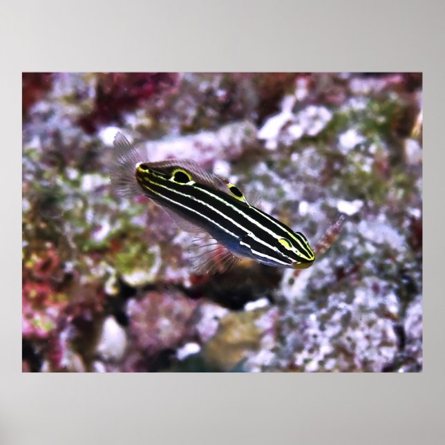 Hector's Goby Poster (Front)