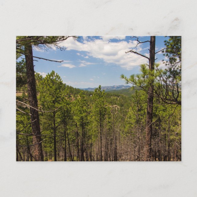 Heddy Draw Overlook, Custer State Park, SD Postcard (Front)
