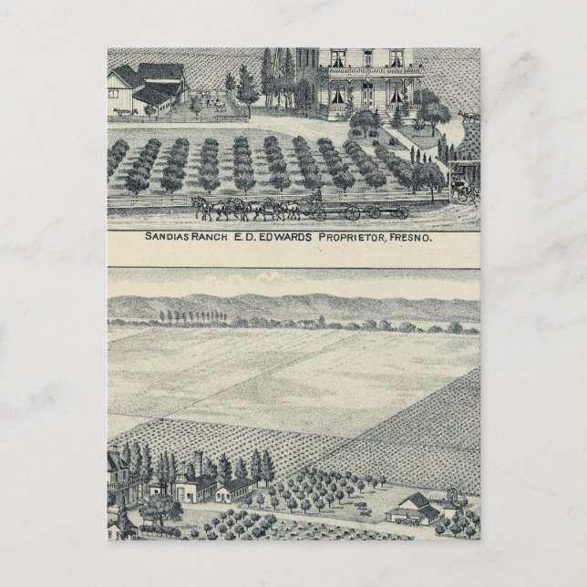 Hedge Row Vineyard, Fresno Postcard (Front)