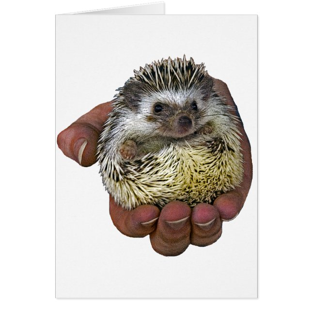 Hedgehog (Front)