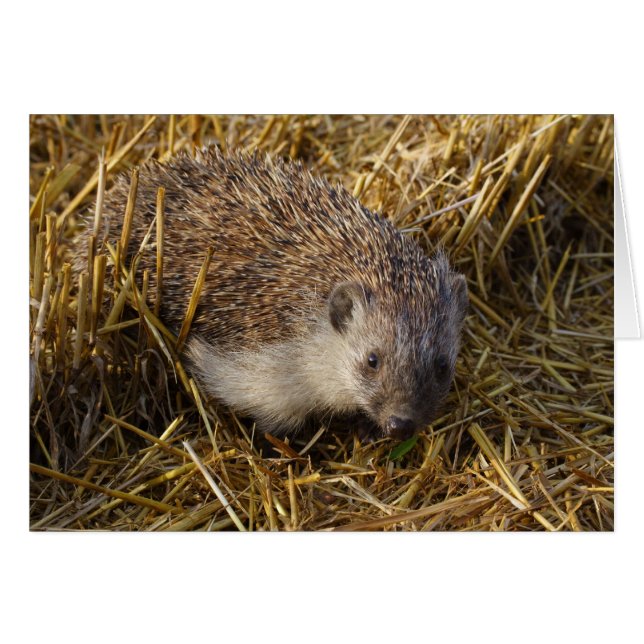 Hedgehog (Front Horizontal)