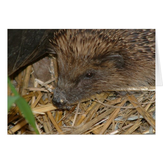 Hedgehog (Front Horizontal)
