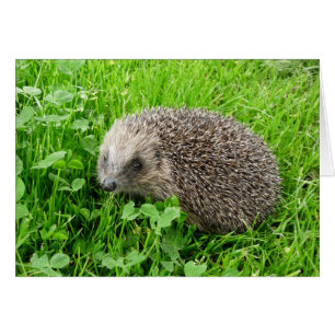 "Hedgehog (28)"