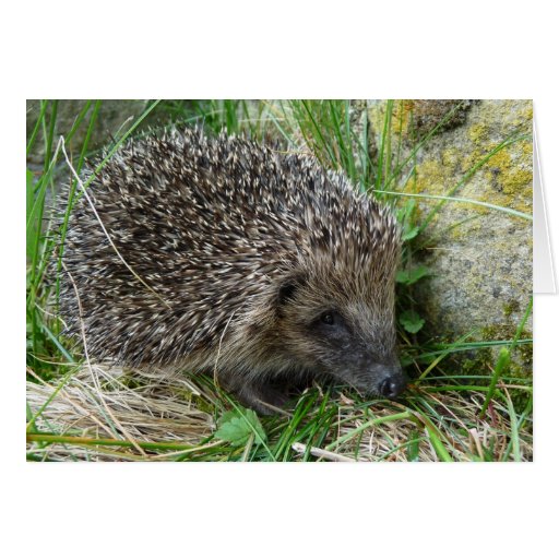 Image of "Hedgehog (7)"