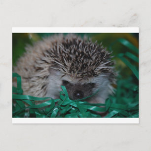 Hedgehog Baby in Easter Grass Holiday Postcard