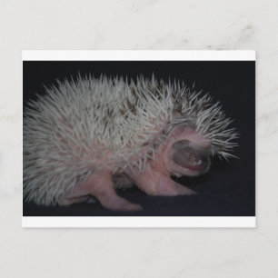 Hedgehog Baby Postcard