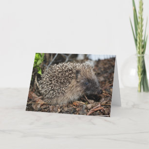Hedgehog Birthday Card
