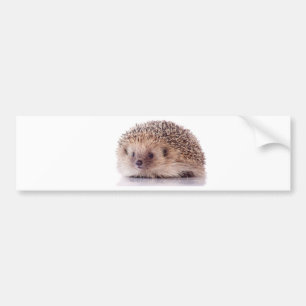 Hedgehog, Bumper Sticker