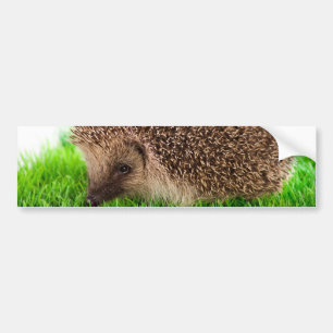 hedgehog bumper sticker
