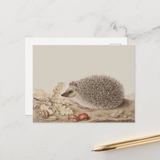 Hedgehog by Giovanna Garzoni Postcard (Front/Back In Situ)