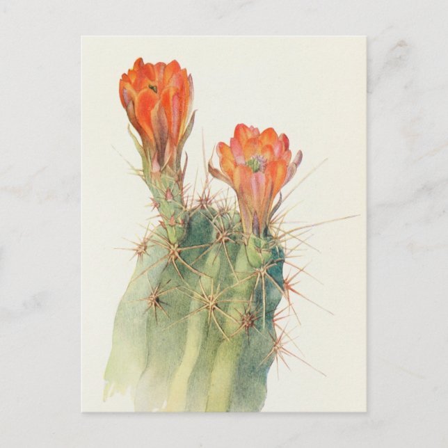 Hedgehog Cactus by Margaret Armstrong Postcard (Front)