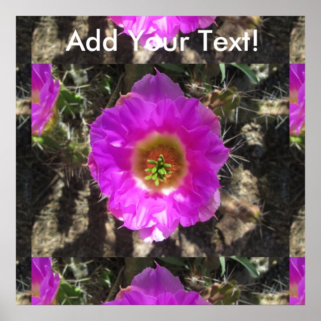 Hedgehog Cactus  Flower Poster (Front)