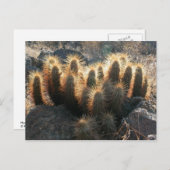 Hedgehog cactus in desert habitat postcard (Front/Back)