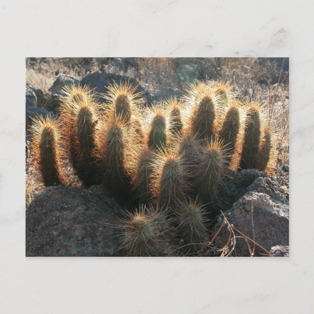 Hedgehog cactus in desert habitat postcard (Front)