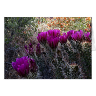 Hedgehog Cactus Magenta Flowers Arizona Southwest