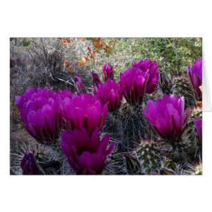 Hedgehog Cactus Magenta Flowers Arizona Southwest