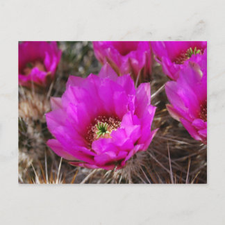 Hedgehog Cactus Postcard