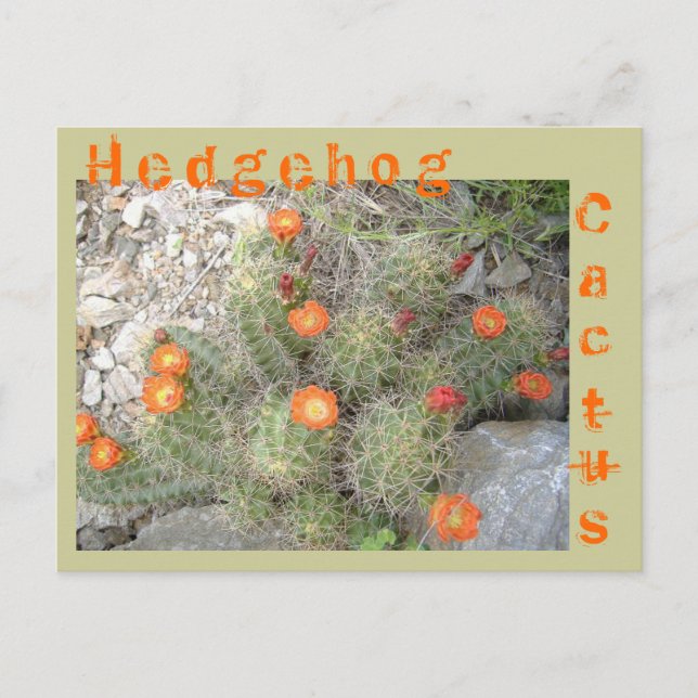 Hedgehog Cactus Postcard (Front)