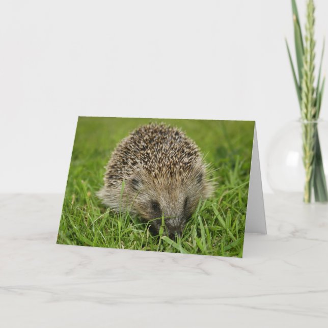 Hedgehog Card (Front)