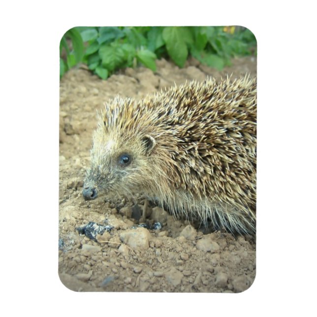 Hedgehog Care  Premium Magnet (Vertical)
