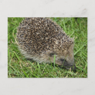 Hedgehog Close-up Postcard