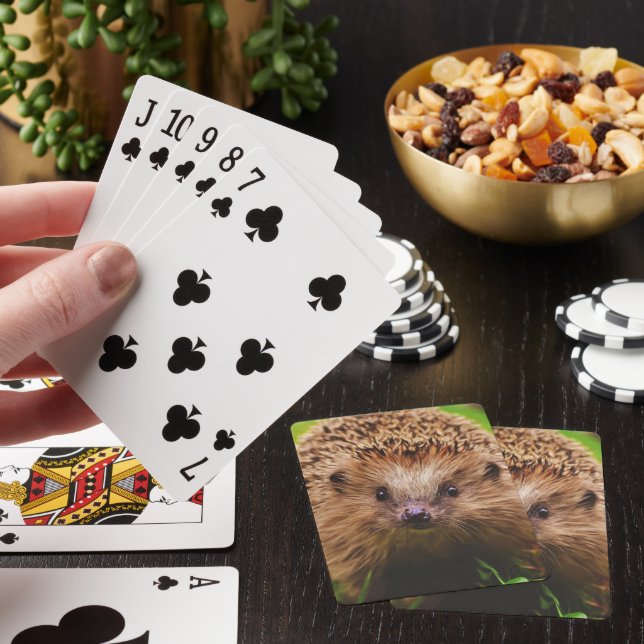 Hedgehog Curiously Exploring Playing Cards (In Situ)