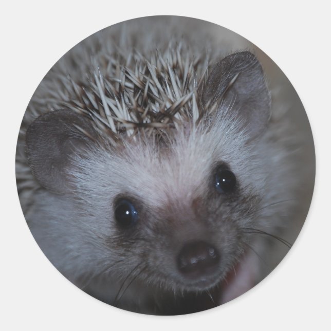 Hedgehog Face Stickers (Front)