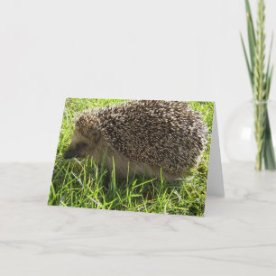 Hedgehog Greeting Card
