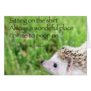 Hedgehog Haiku