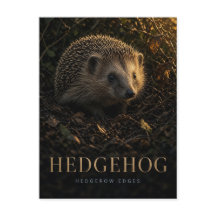 Hedgehog Hedgerow Edges Wildlife ANIMAL