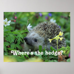 Hedgehog Humour Poster