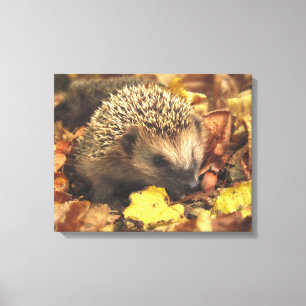 Hedgehog In Autumn Canvas Print