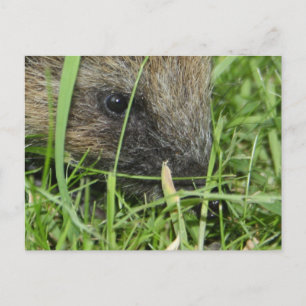 Hedgehog in Close Up Card