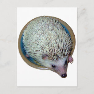 Hedgehog in Dish Postcard